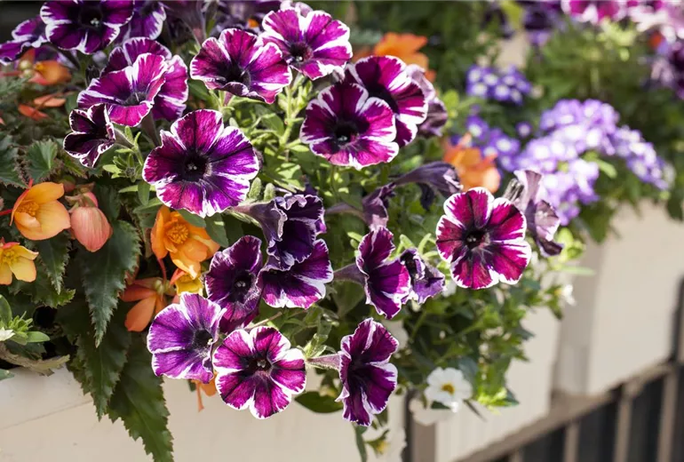 Petunia, zweifarbig