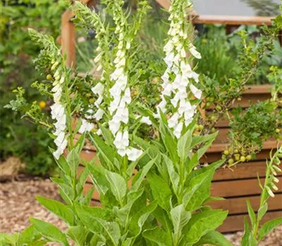 Wie einst in den Klöstern – der Heilgarten zu Hause  Wie einst in den Klöstern – der Heilgarten zu Hause