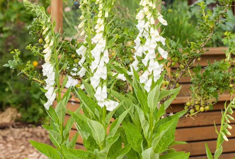 Digitalis purpurea, weiß Digitalis purpurea, weiß