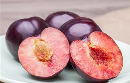 Obstgehölze – Spaß für Groß und Klein Obstgehölze – Spaß für Groß und Klein