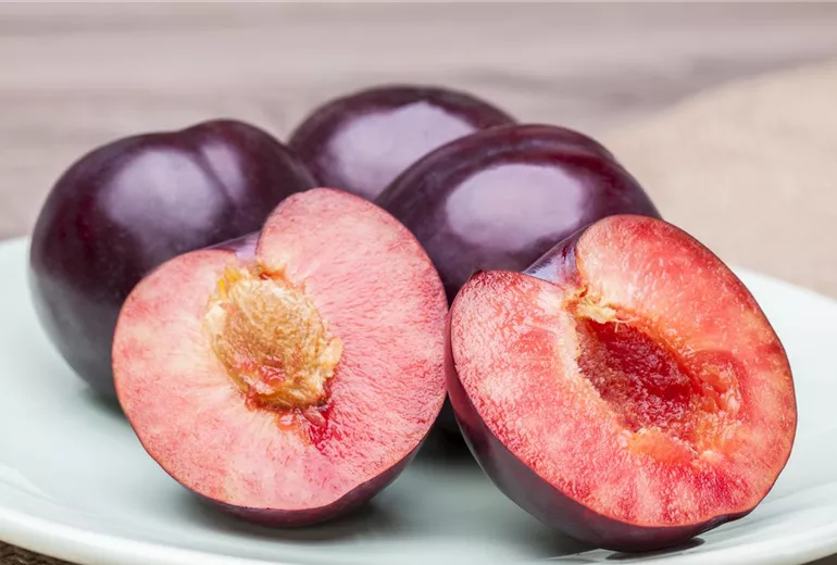 Prunus domestica Prunus domestica