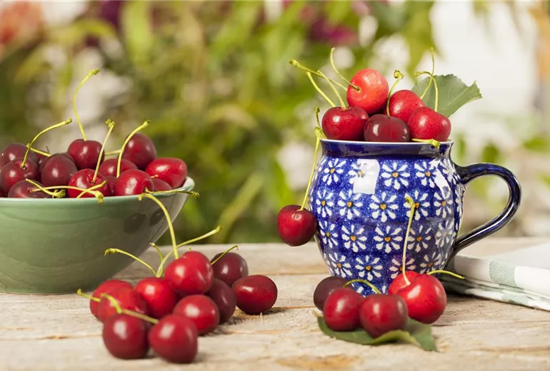 Prunus avium Prunus avium