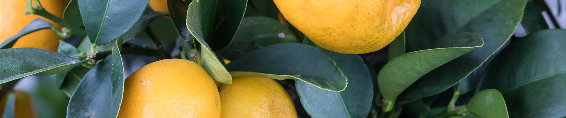 Citrus japonica 'Obovata' Citrus japonica 'Obovata'