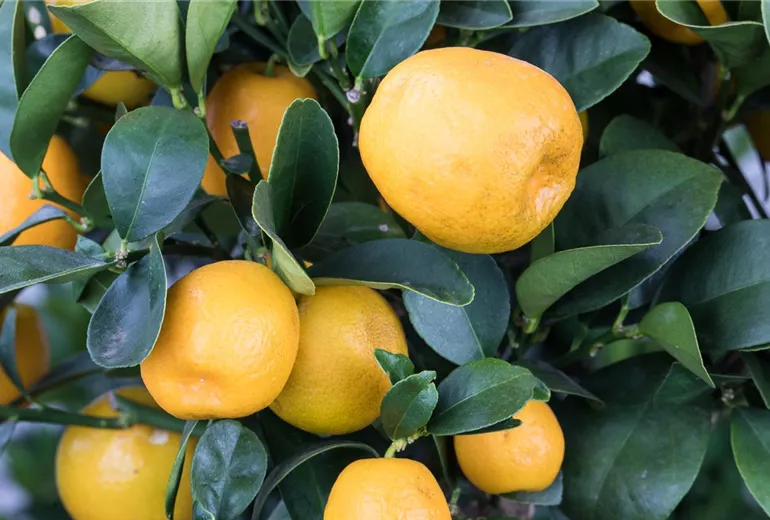 Citrus japonica 'Obovata' Citrus japonica 'Obovata'