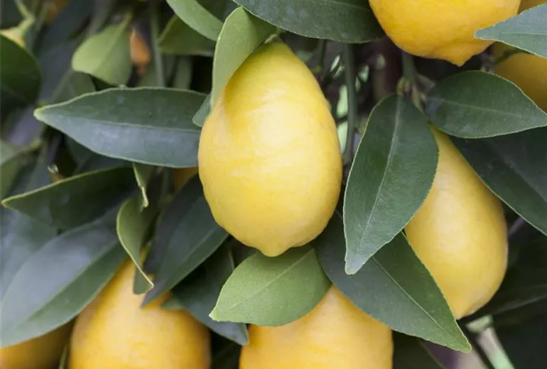 Citrus limon x fortunella japonica Citrus limon x fortunella japonica