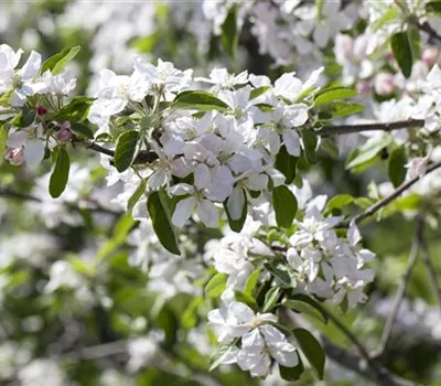 Frostspannern vorbeugen Frostspannern vorbeugen