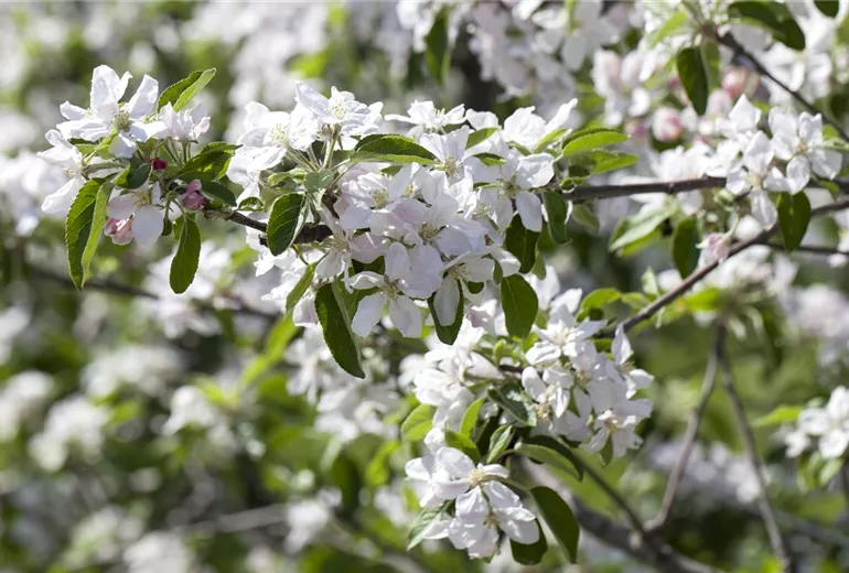 Malus domestica Malus domestica