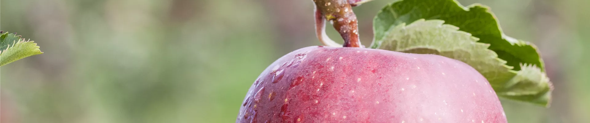 Malus domestica 'Red Prince®' Malus domestica 'Red Prince®'