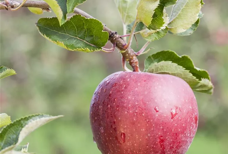 Malus domestica 'Red Prince®' Malus domestica 'Red Prince®'
