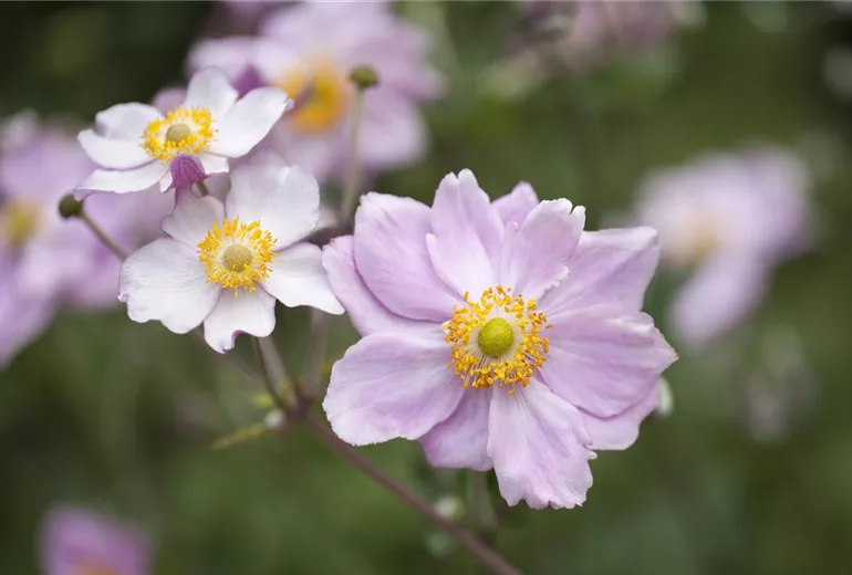 Anemone tomentosa 'Septemberglanz' Anemone tomentosa 'Septemberglanz'