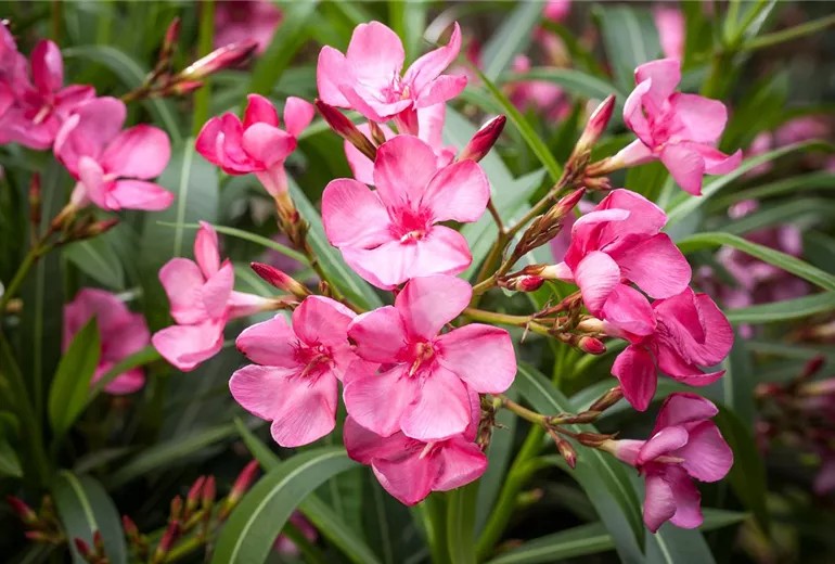 Nerium oleander, dunkelrosa