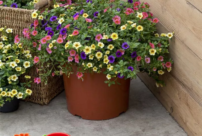 Calibrachoa Calimero® Calibrachoa Calimero®