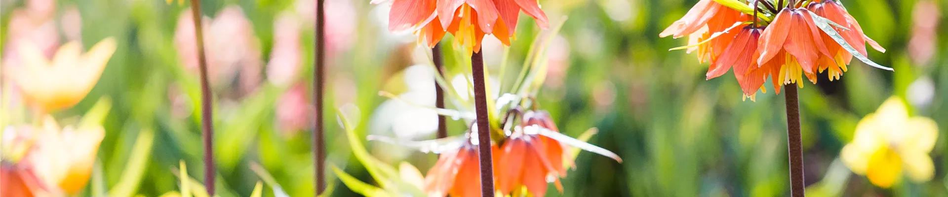 Fritillaria imperialis Fritillaria imperialis