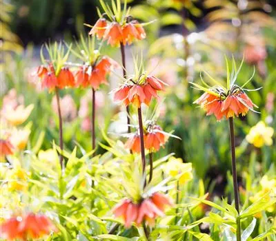 Zwiebeln, Knollen und Co. Zwiebeln, Knollen und Co.