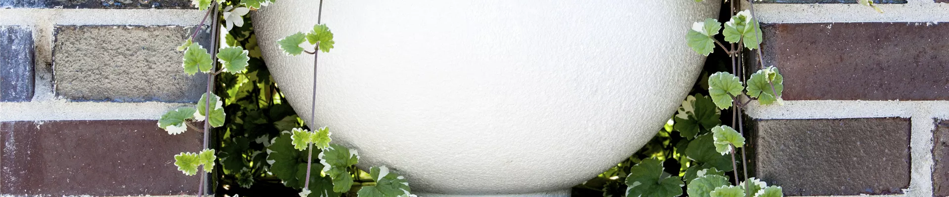 Plectranthus forsteri