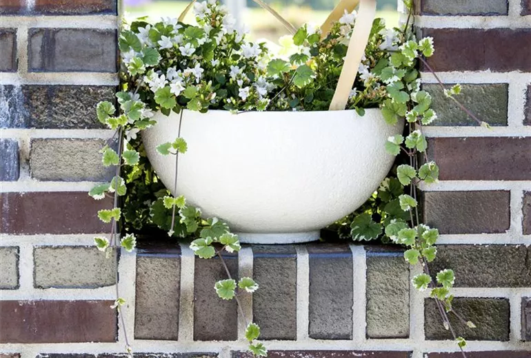 Plectranthus forsteri