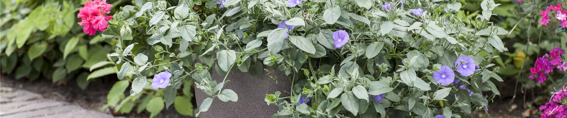 Kübelbepflanzung Kübelbepflanzung