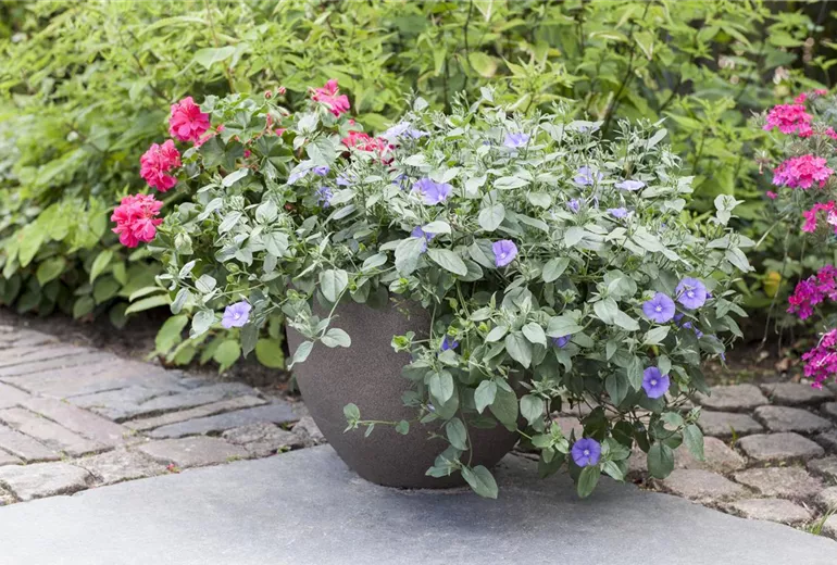 Kübelbepflanzung Kübelbepflanzung