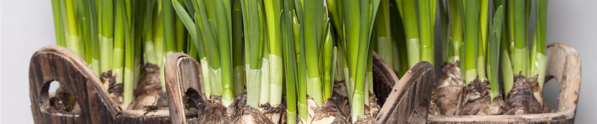 Narcissus, großkronig Narcissus, großkronig