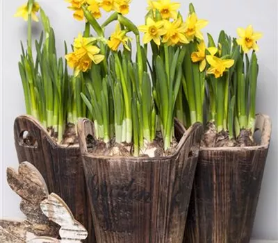 Zwiebeln antreiben Zwiebeln antreiben