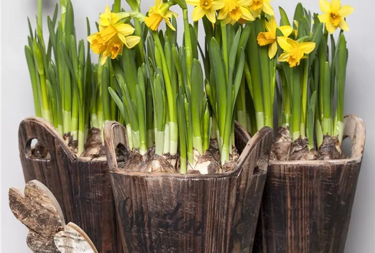 Narcissus, großkronig Narcissus, großkronig