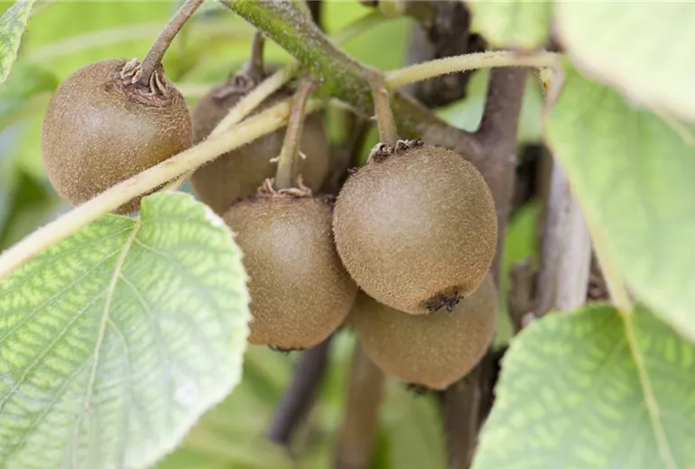 Actinidia chinensis 'Minkigold' Actinidia chinensis 'Minkigold'