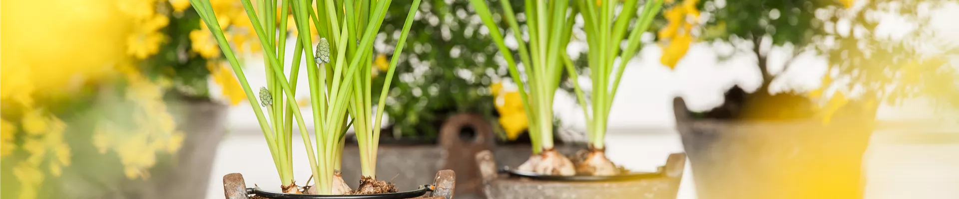 Muscari armeniacum Muscari armeniacum