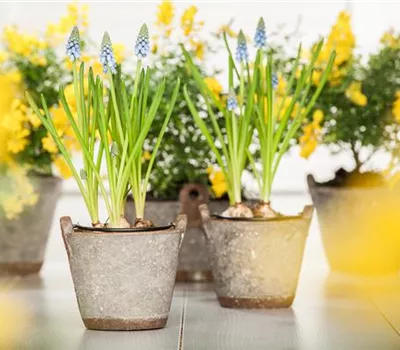 Zwiebeln pflanzen Zwiebeln pflanzen