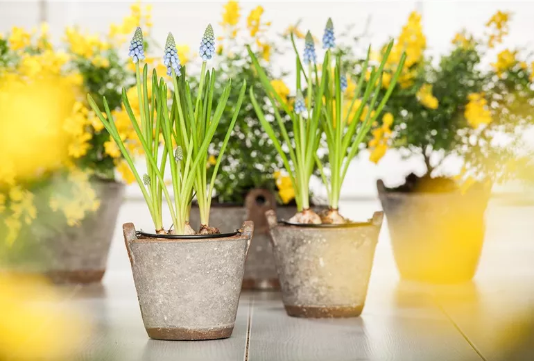 Muscari armeniacum Muscari armeniacum