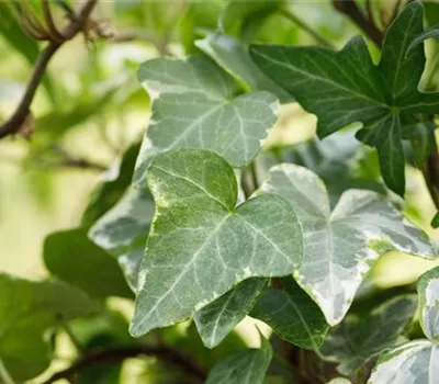 Hedera helix 'Kolibri'