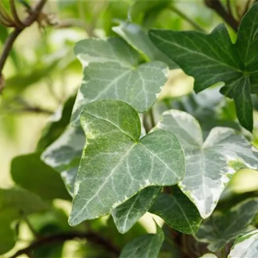 Hedera helix 'Kolibri'