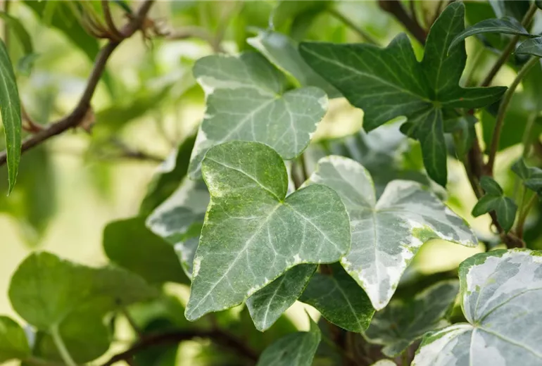 Hedera helix Hedera helix