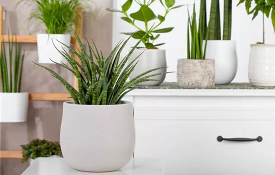 Zimmerpflanzen können mehr als nur gut aussehen Zimmerpflanzen können mehr als nur gut aussehen