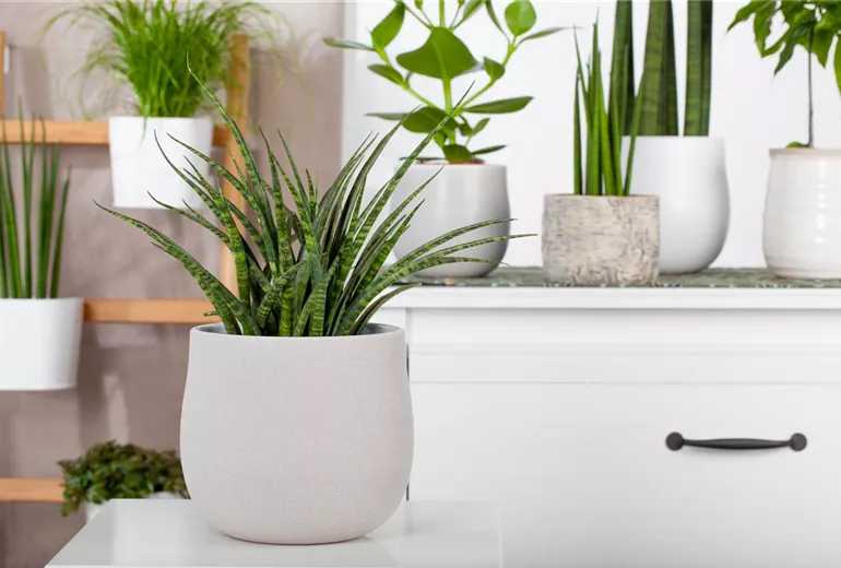 Sansevieria 'Fernwood Punk' Sansevieria 'Fernwood Punk'