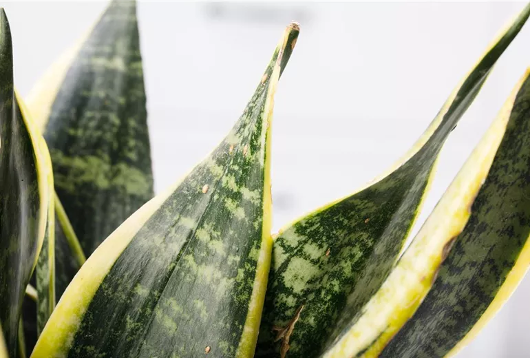 Sansevieria trifasciata Sansevieria trifasciata