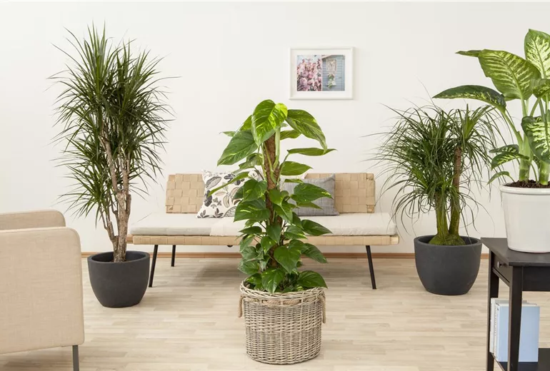 Philodendron scandens Philodendron scandens