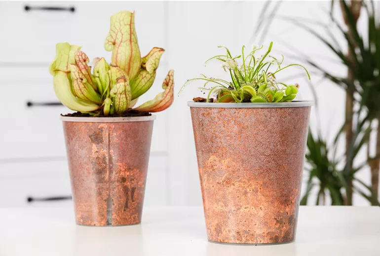 Sarracenia Sarracenia