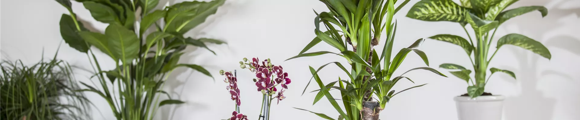 Yucca elephantipes Yucca elephantipes