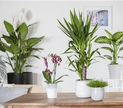 Trauermücken vertreiben Trauermücken vertreiben