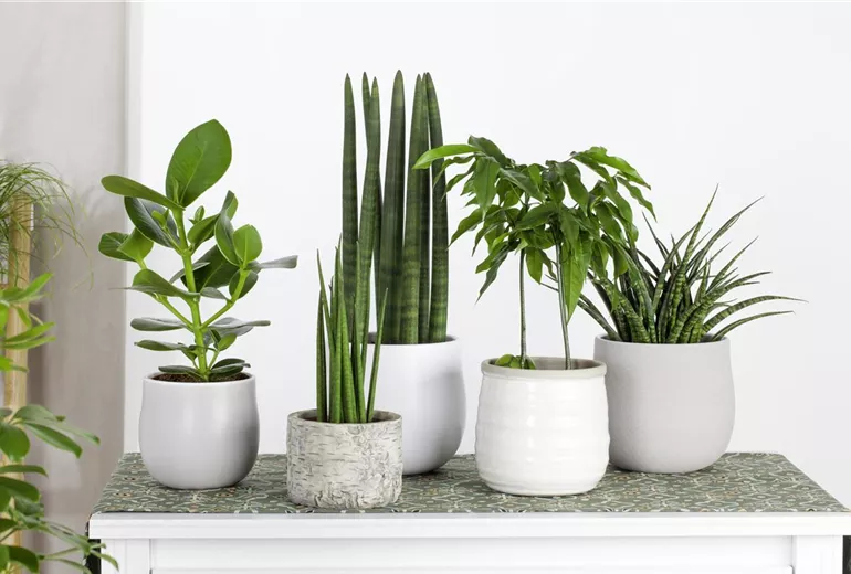 Sansevieria 'Fernwood Punk'