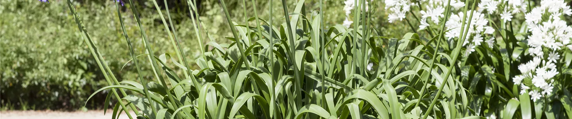 Agapanthus africanus, blau Agapanthus africanus, blau