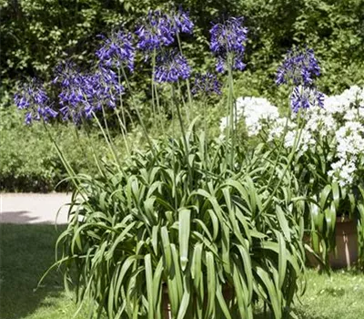 Schmucklilien umtopfen Schmucklilien umtopfen