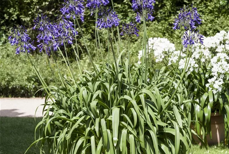 Agapanthus africanus, blau