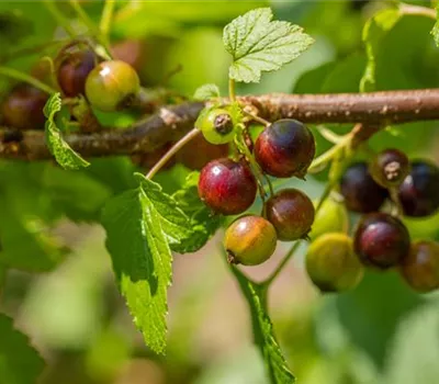 Ribes nigrum 'Ben Sarek' CAC Ribes nigrum 'Ben Sarek' CAC