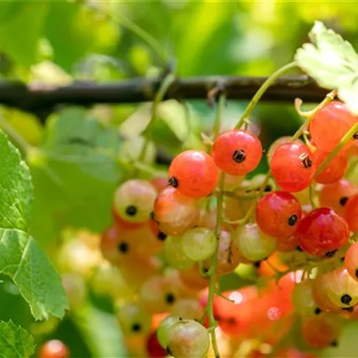 Ribes rubrum 'Rondom' CAC Ribes rubrum 'Rondom' CAC
