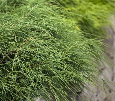 Chamaecyparis pis.'Filifera Nana' Chamaecyparis pis.'Filifera Nana'