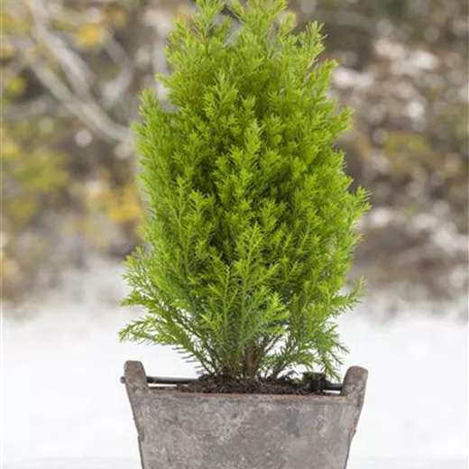 Chamaecyparis laws.'Ellwood's Gold'