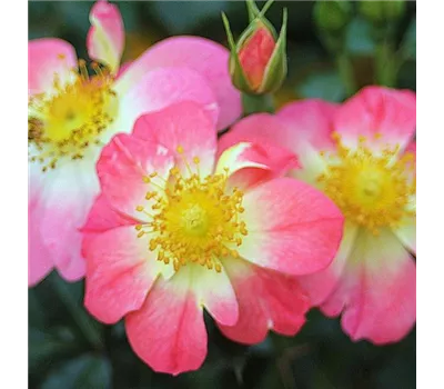 Rosa 'Bienenweide' -R- Bicolor Z Rosa 'Bienenweide' -R- Bicolor Z