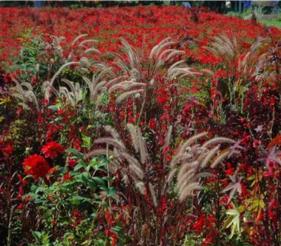 Pennisetum orientale