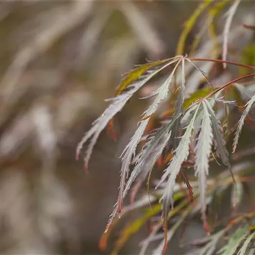 Acer palmatum 'Crimson Queen'